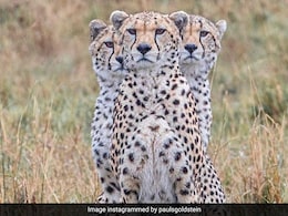Cheetahs To Be Introduced At Madhya Pradesh's Gandhi Sagar Sanctuary Cheetahs To Be Introduced At Madhya Pradesh's Gandhi Sagar Sanctuary