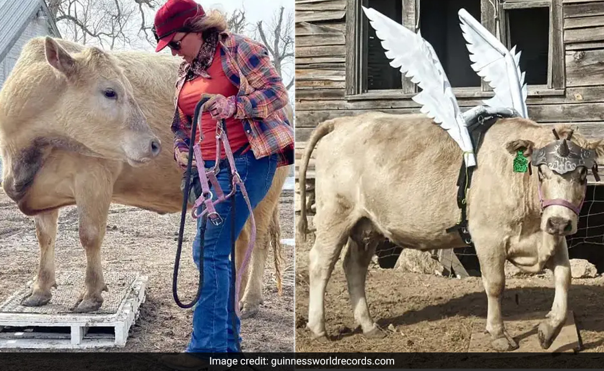 Watch: Skilled US Cow Performs 10 Tricks In 1 Minute To Set World Record