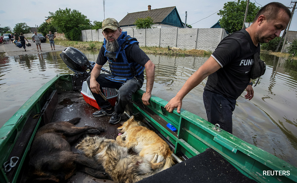 "Save My Animal": Rescuers Race To Save Pets After Ukraine Dam Collapse