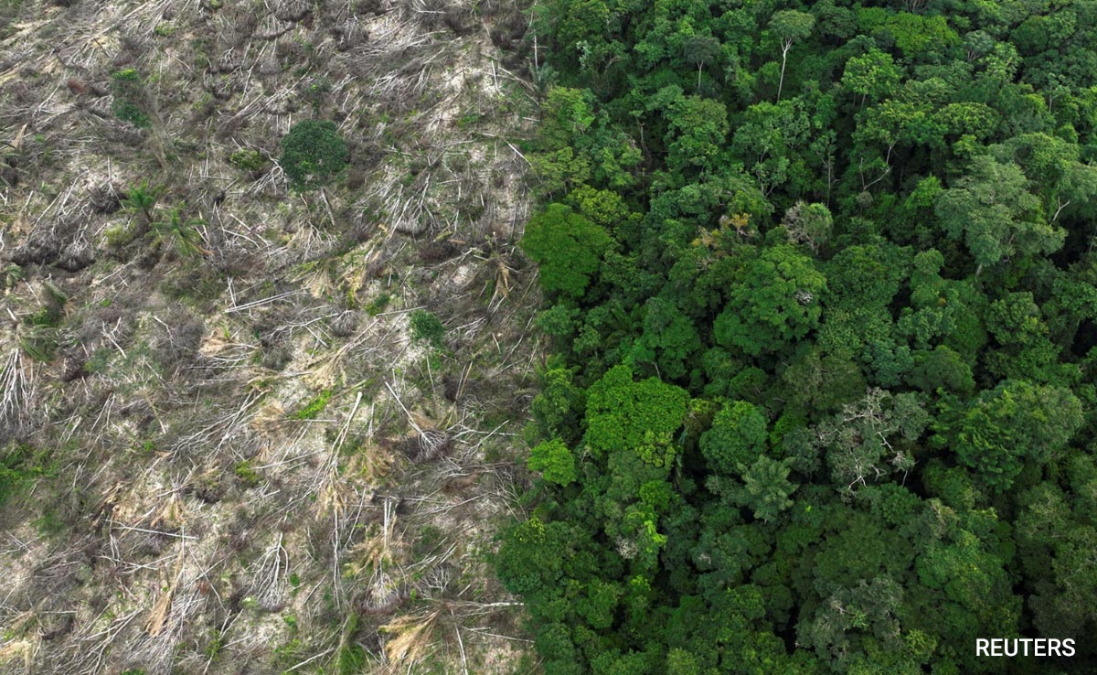 Tropical Forest Size Of Football Pitch, Lost Every 5 Second: Report