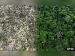 बजट में 4 करोड़ पेड़ लगाने के ऐलान के बीच, राजस्थान में दबंगों ने काटे हजारों बीघा जमीन पर पेड़