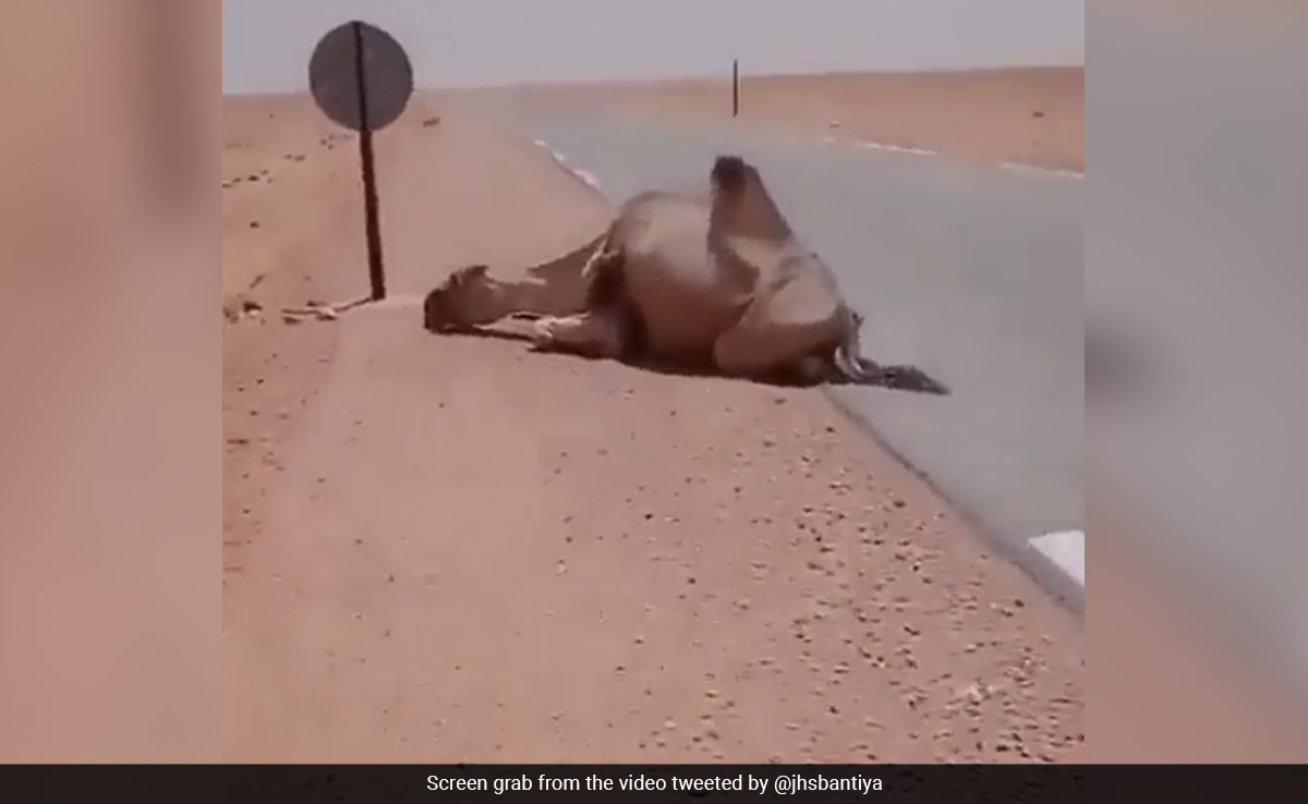 Watch: Man Saves Thirsty Camel's Life By Giving Water To It