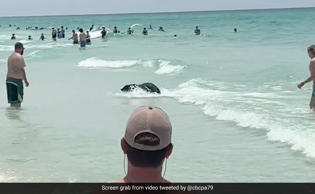 Video: Bear Shocks Beachgoers In US As It Walks Out Of Ocean