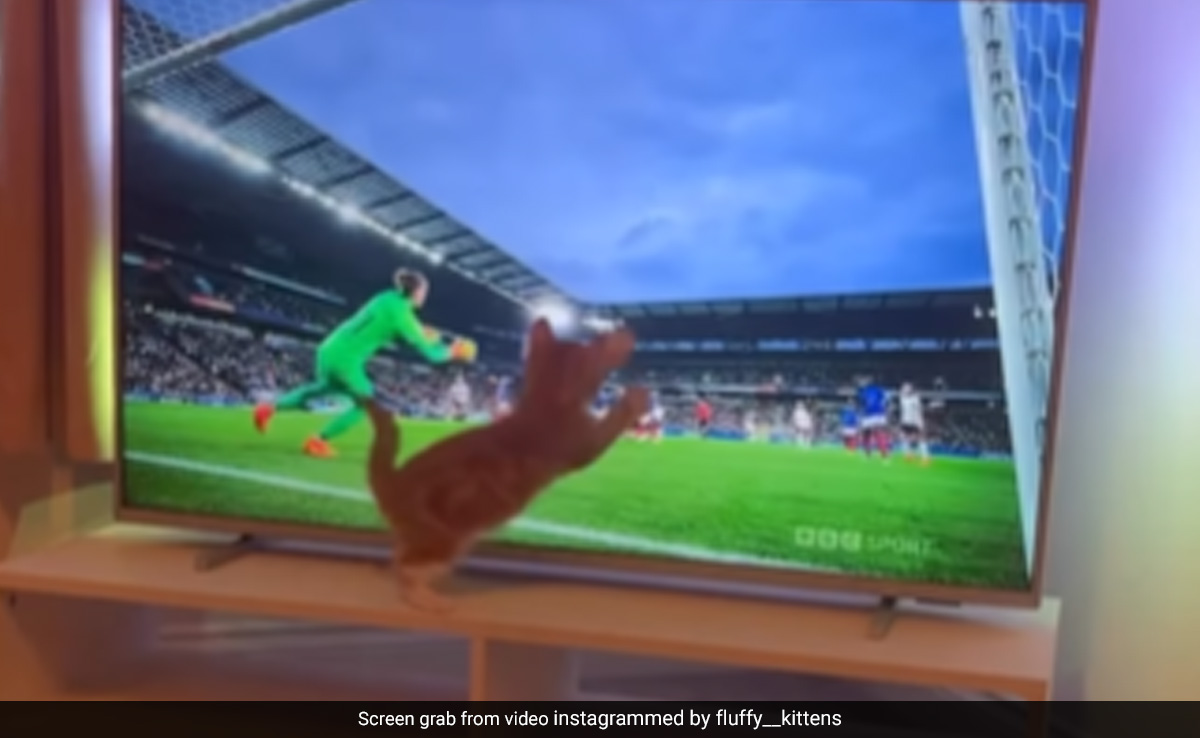 Cat Tries To Stop Goal While Watching A Football Match, Video Is Viral
