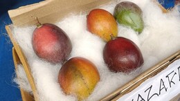 Viral: World's Most Expensive Mango Showcased At Siliguri Fest, Costs Rs 2.75 Lakh Per Kg