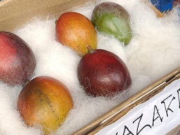Viral: World's Most Expensive Mango Showcased At Siliguri Fest, Costs Rs 2.75 Lakh Per Kg Viral: World's Most Expensive Mango Showcased At Siliguri Fest, Costs Rs 2.75 Lakh Per Kg