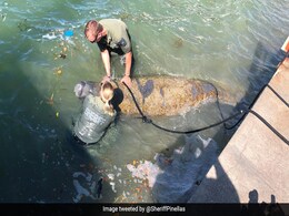 Florida Cops Save Distressed Manatee By Holding Its Head Above Water For 2 Hours Florida Cops Save Distressed Manatee By Holding Its Head Above Water For 2 Hours