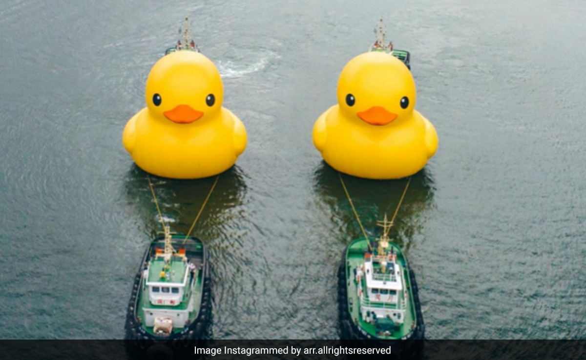 हांगकांग में फिर होगी रबर डक की वापसी, पहली झलक देखने को कुछ इस तरह बेताब दिखे दर्शक