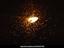 बरसात होते ही कीट पतंगे करने लगते हैं परेशान, तो अब से अपनाएं ये आसान उपाय बरसात होते ही कीट पतंगे करने लगते हैं परेशान, तो अब से अपनाएं ये आसान उपाय