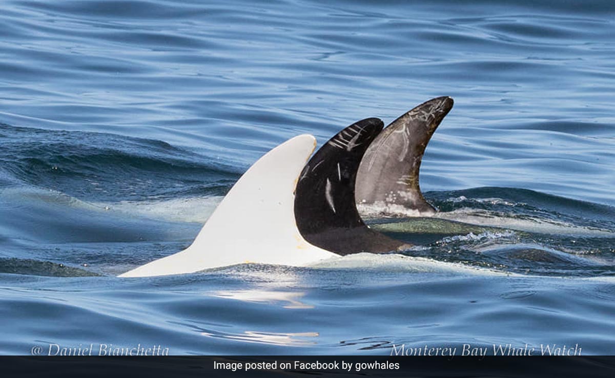 एक बार फिर नजर आई बेहद दुर्लभ कैस्पर डॉल्फिन, देखते ही देखते वायरल हुआ वीडियो