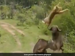 भैंसे ने अपनी सींग से शेरनी को उठाकर हवा में उछाल दिया, फिर ज़मीन पर कई बार पटका, आगे जो हुआ, कभी सोचा नहीं होगा भैंसे ने अपनी सींग से शेरनी को उठाकर हवा में उछाल दिया, फिर ज़मीन पर कई बार पटका, आगे जो हुआ, कभी सोचा नहीं होगा