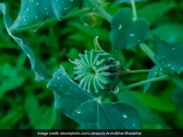 खूनी हो या बादी, हर तरह की बवासीर को खत्म कर देगा इन पत्तियों का रस, बस जान लें किस तरह बनाकर पीना है