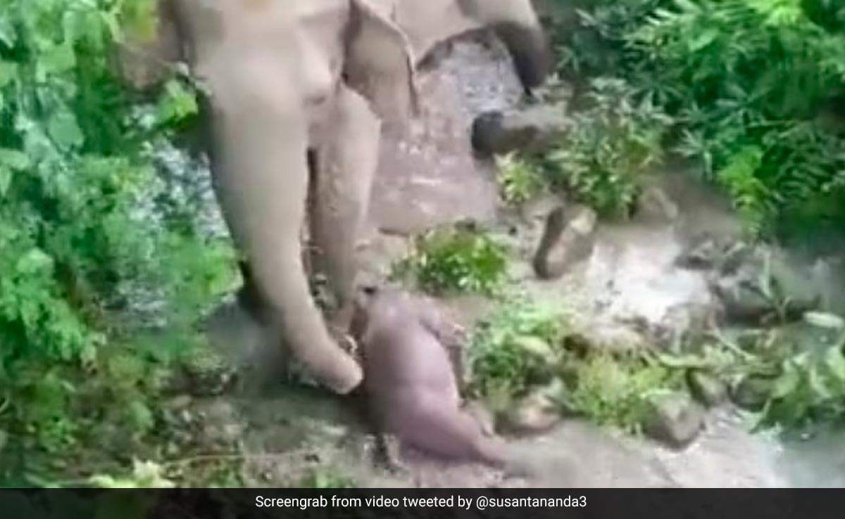 Elephant Tries To Revive Its Dead Calf, Heartbreaking Video Moves Internet