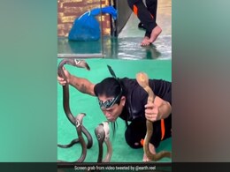 फन फैलाकर एकसाथ बैठे थे 5 किंग कोबरा, हाथ से पकड़कर Kiss करने लगा शख्स, फिर जो हुआ, खड़े हो जाएंगे रोंगटे फन फैलाकर एकसाथ बैठे थे 5 किंग कोबरा, हाथ से पकड़कर Kiss करने लगा शख्स, फिर जो हुआ, खड़े हो जाएंगे रोंगटे