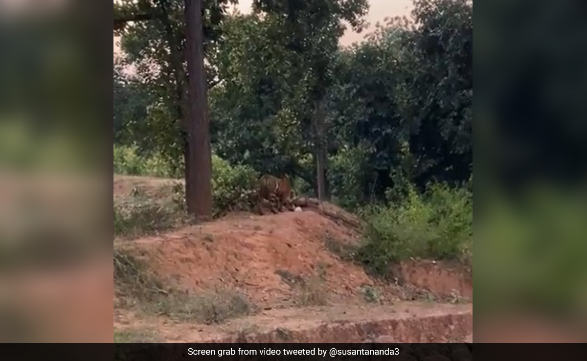 ''Be Responsible'': Forest Officer Shares Video Of Tiger Inspecting Plastic Bag, Expresses Concern