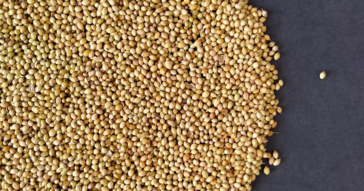 Coriander seeds Water Benefits डायबिटीज़ के लिए रामबाण है धनिया का पानी