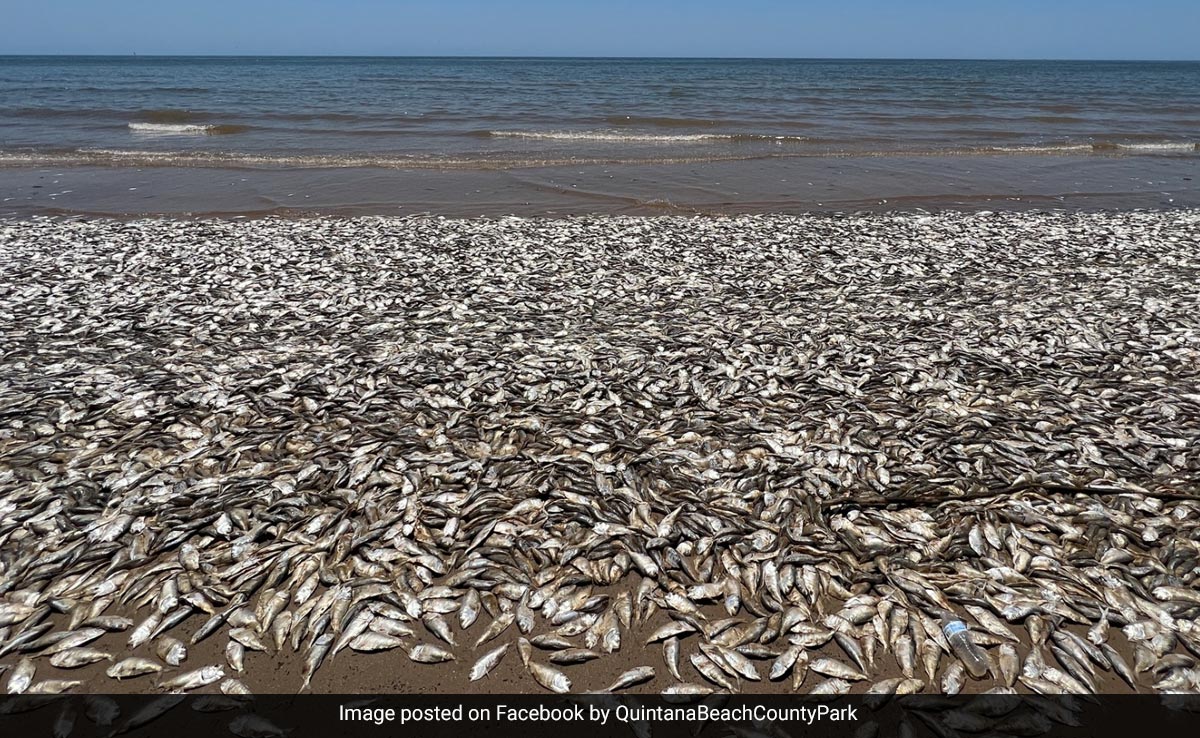 Thousands Of Fish Wash Up Dead On US Beach After Being Starved Of Oxygen In Warm Water