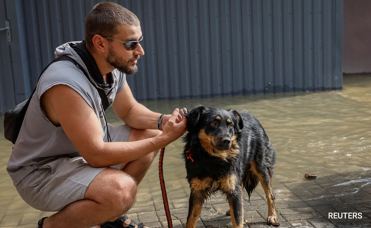 "Ready For A Home": Ukraine's Flood-Rescue Pets Find New Families
