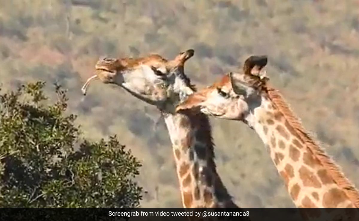 After Clip Of Deer Eating Snake, Video Of Giraffe Chewing Bones Baffles Internet