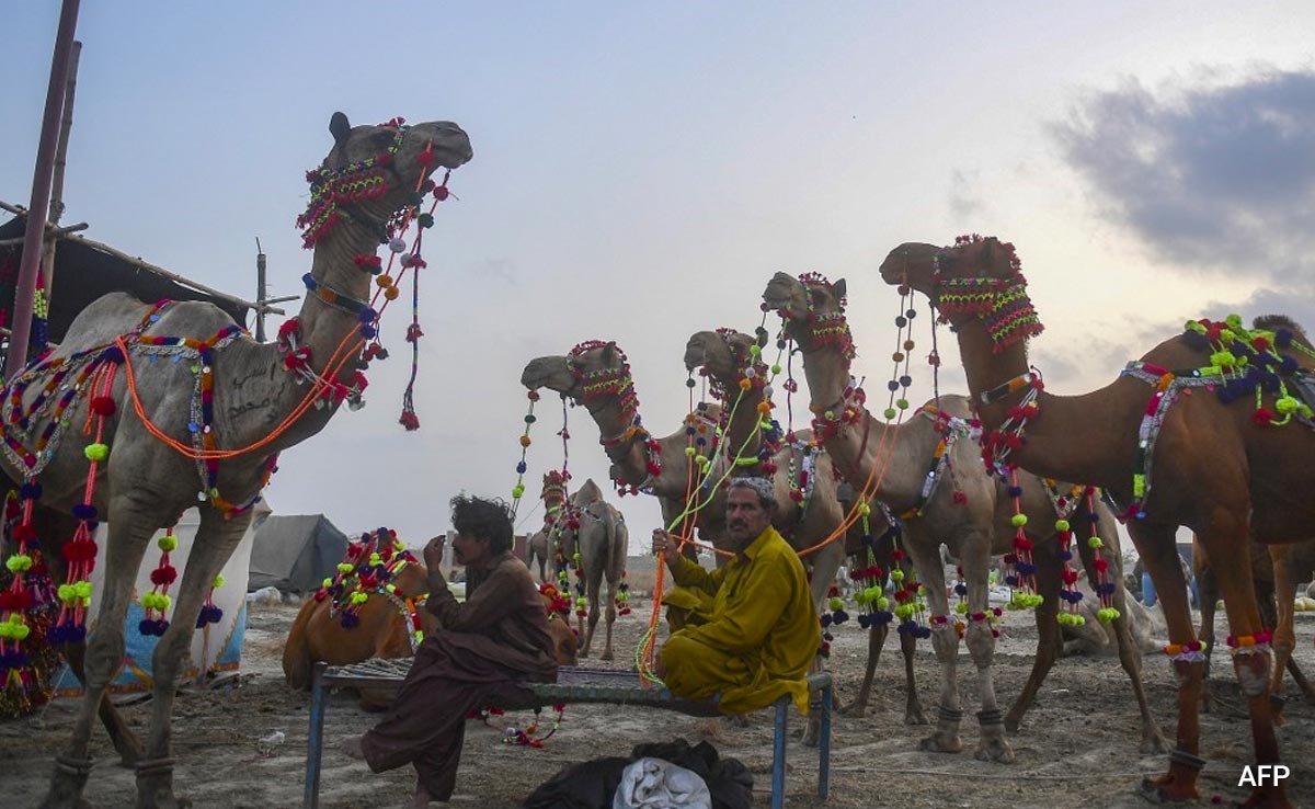 Fewer Buyers For Eid Camels As Pakistanis Count The Rupees