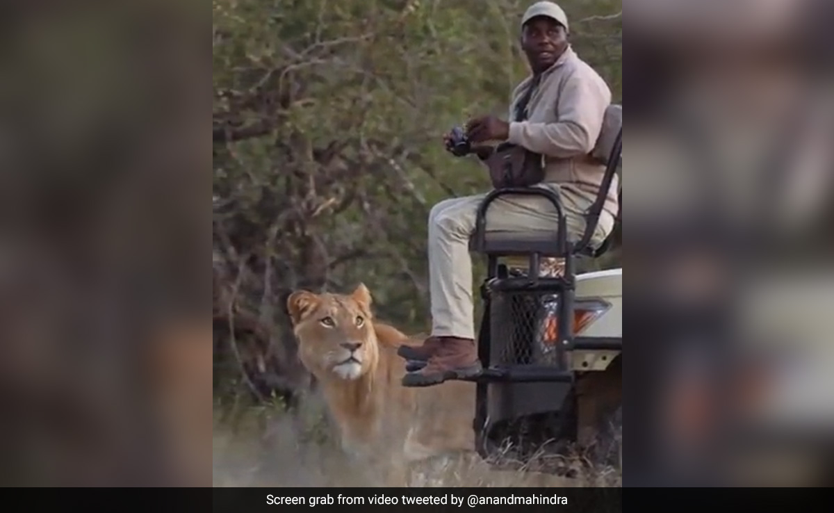 Anand Mahindra Shares Video Of A Lion Moving Towards A Man, Internet Reacts