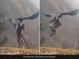 बाज़ ने किया विशाल लोमड़ी का शिकार, चोंच में दबोचा और लेकर आसमान में उड़ गया, Video देख दहल जाएगा दिल बाज़ ने किया विशाल लोमड़ी का शिकार, चोंच में दबोचा और लेकर आसमान में उड़ गया, Video देख दहल जाएगा दिल