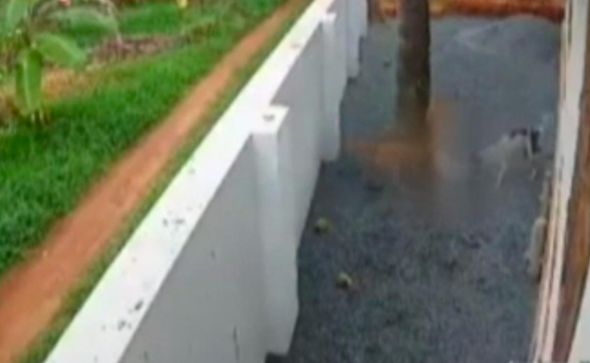 On Camera, 8-Year-Old Attacked By 3 Stray Dogs In Kerala