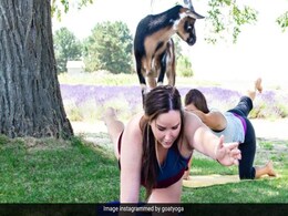 International Yoga Day 2023: 7 Most Bizarre Forms Of Yoga That You May Not Believe Exist International Yoga Day 2023: 7 Most Bizarre Forms Of Yoga That You May Not Believe Exist