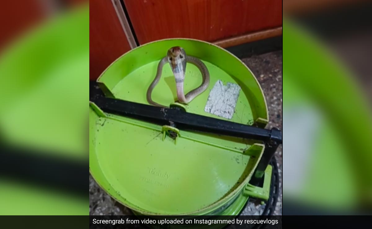 घर के डस्टबिन में छिपा था ज़हरीला सांप! निकाले जाने पर फन फैलाकर करने लगा वार, देखिए आगे क्या हुआ...