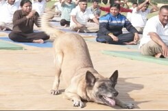 International Yoga Day पर जवानों के साथ-साथ योग करते दिखे Dog Squad के सदस्य International Yoga Day पर जवानों के साथ-साथ योग करते दिखे Dog Squad के सदस्य