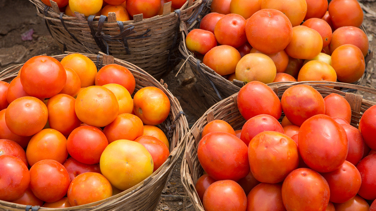 Maharashtra Farmer Installs CCTV Camera In Farm To Keep An Eye On Tomatoes