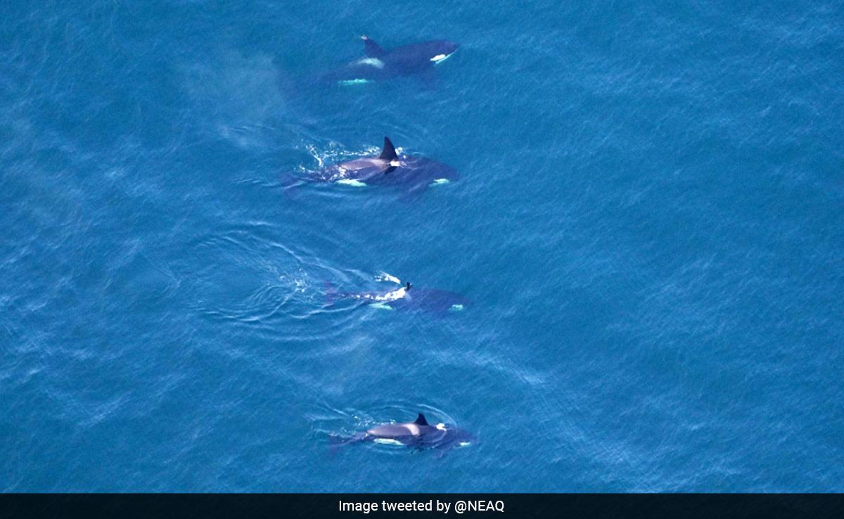 ''Unreal'': 4 Killer Whales Spotted Swimming Together In Rare Sighting