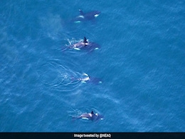 ''Unreal'': 4 Killer Whales Spotted Swimming Together In Rare Sighting ''Unreal'': 4 Killer Whales Spotted Swimming Together In Rare Sighting