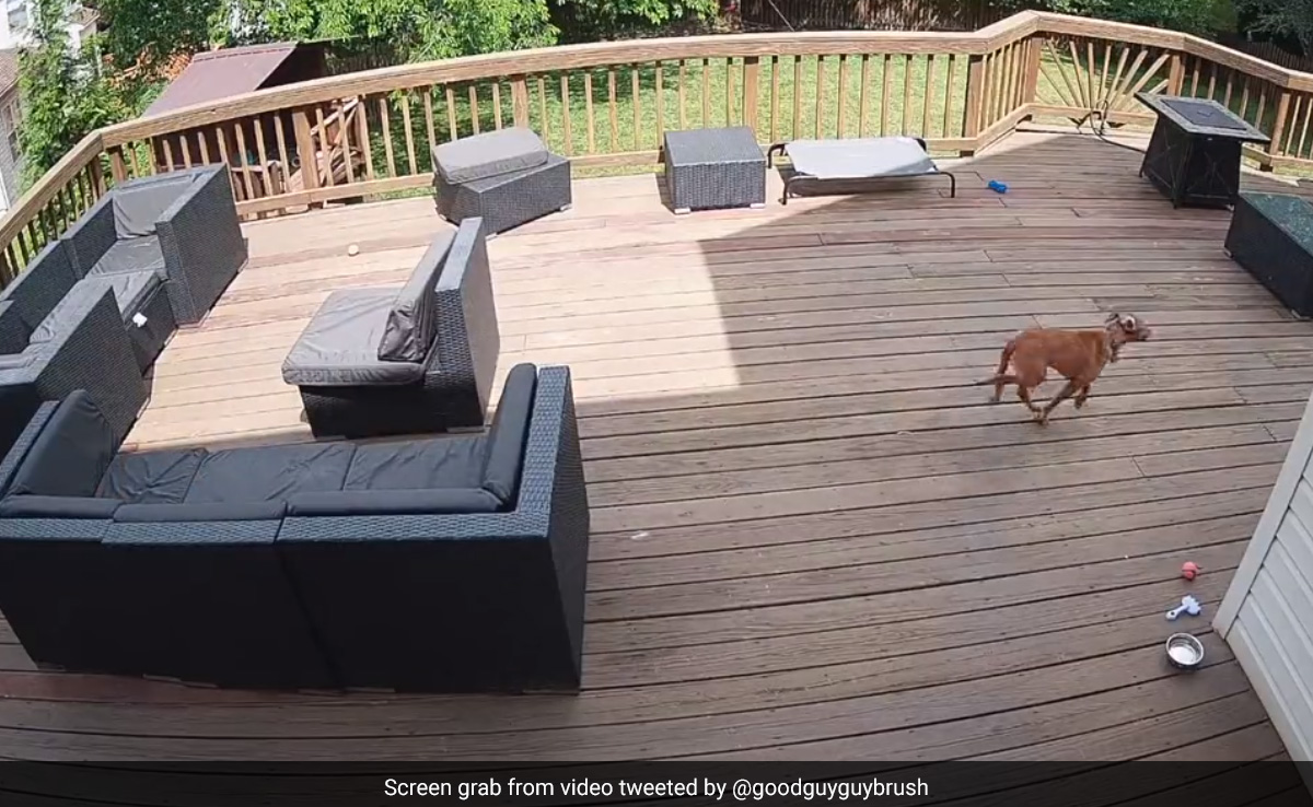 Watch: Dog Reacts To Thundering Sonic Boom As US Fighter Planes Fly Over House