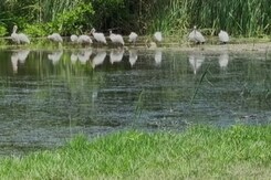 US Reports Malaria Cases After 20 Years In Florida And Texas, Officials Alarmed US Reports Malaria Cases After 20 Years In Florida And Texas, Officials Alarmed