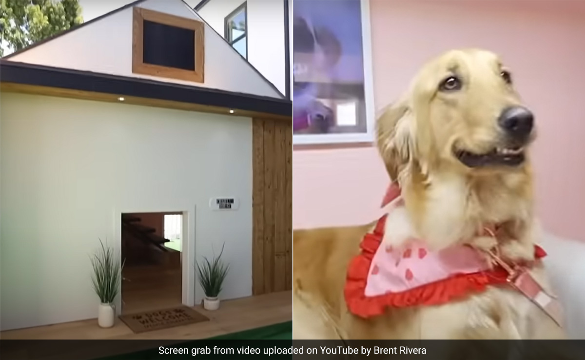 Watch: Man Builds Rs 16 Lakh Pet House For Dog's Birthday, Internet Amazed