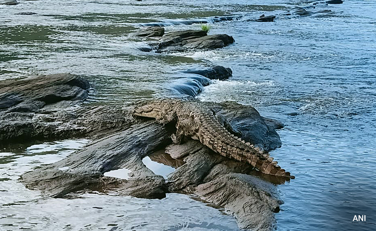 Crocodile Pounces On 10-Year-Old Boy, Leaves Half-Eaten Body In Odisha