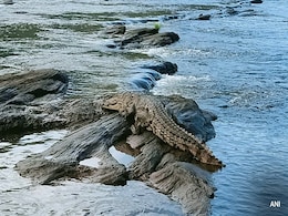 After Attack At National Park, Australian Crocodiles Face Cull Threat After Attack At National Park, Australian Crocodiles Face Cull Threat