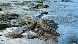 Gone For Holy Bath In River, Woman Killed By Crocodile In Madhya Pradesh