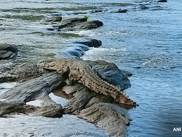 Gone For Holy Bath In River, Woman Killed By Crocodile In Madhya Pradesh