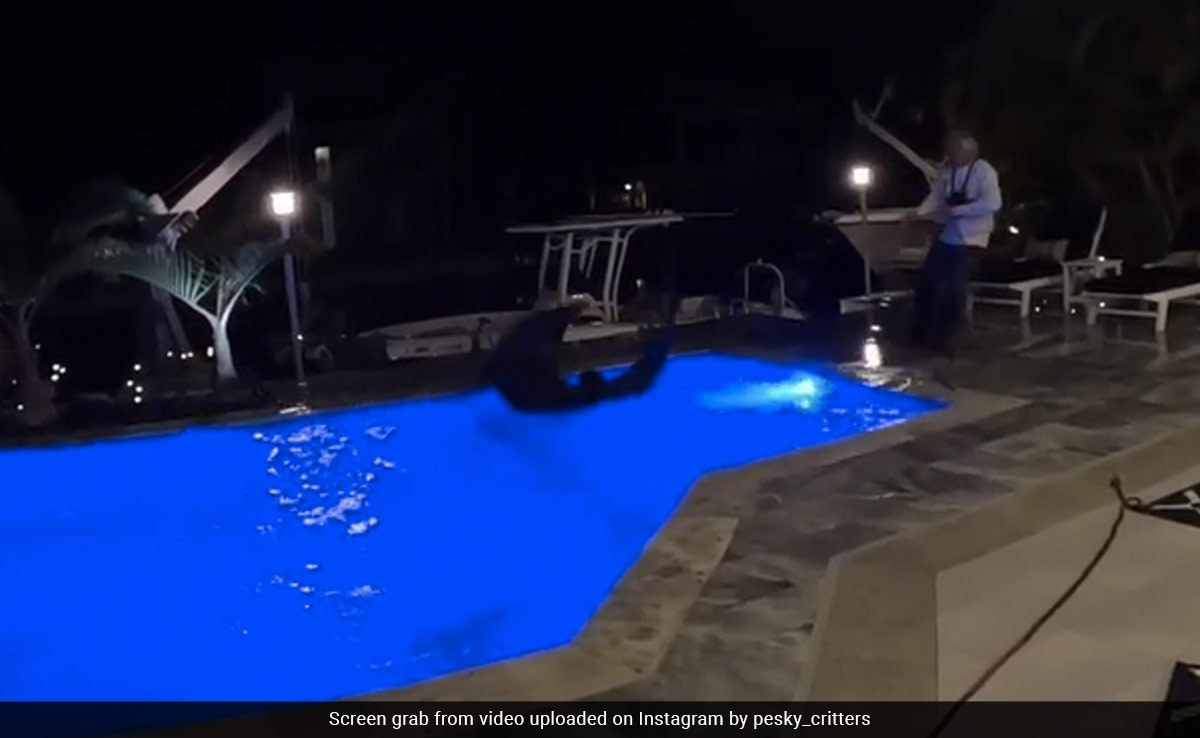 घर के स्वमिंग पूल में रात में तैरता मिला 10 फीट का विशाल मगरमच्छ, पकड़ने में हुई काफी मुश्किल