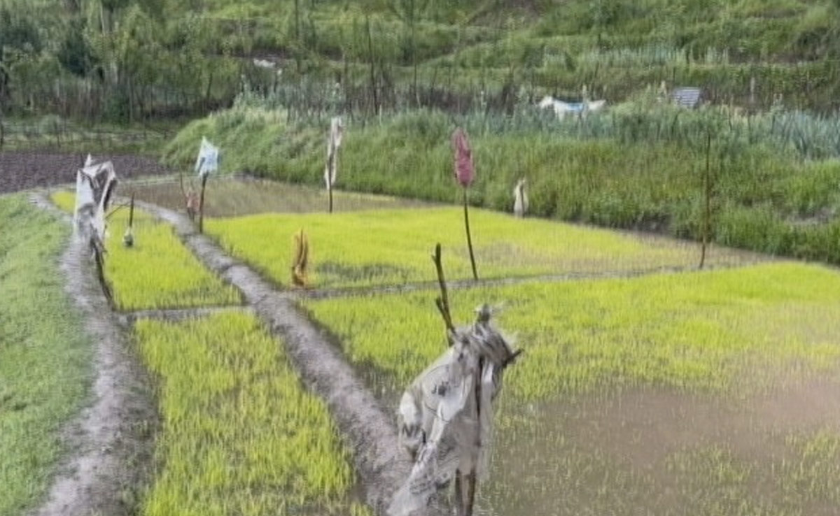Cold Wave, Rain, Hailstorm Hits Rice, Apple Crop In Kashmir