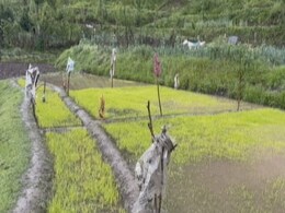 Cold Wave, Rain, Hailstorm Hits Rice, Apple Crop In Kashmir Cold Wave, Rain, Hailstorm Hits Rice, Apple Crop In Kashmir