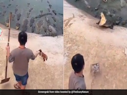 तालाब में मगमरमच्छों के लिए खाना डाल रहा था शख्स, तभी झपट पड़ा मगमरमच्छों का झुंड, देखें खौफनाक मंजर तालाब में मगमरमच्छों के लिए खाना डाल रहा था शख्स, तभी झपट पड़ा मगमरमच्छों का झुंड, देखें खौफनाक मंजर