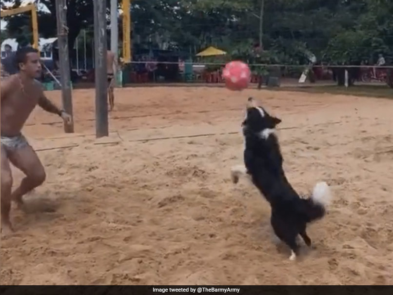Watch: "So Cute" - Viral Video Of Dog Playing Footvolley Melts Internet