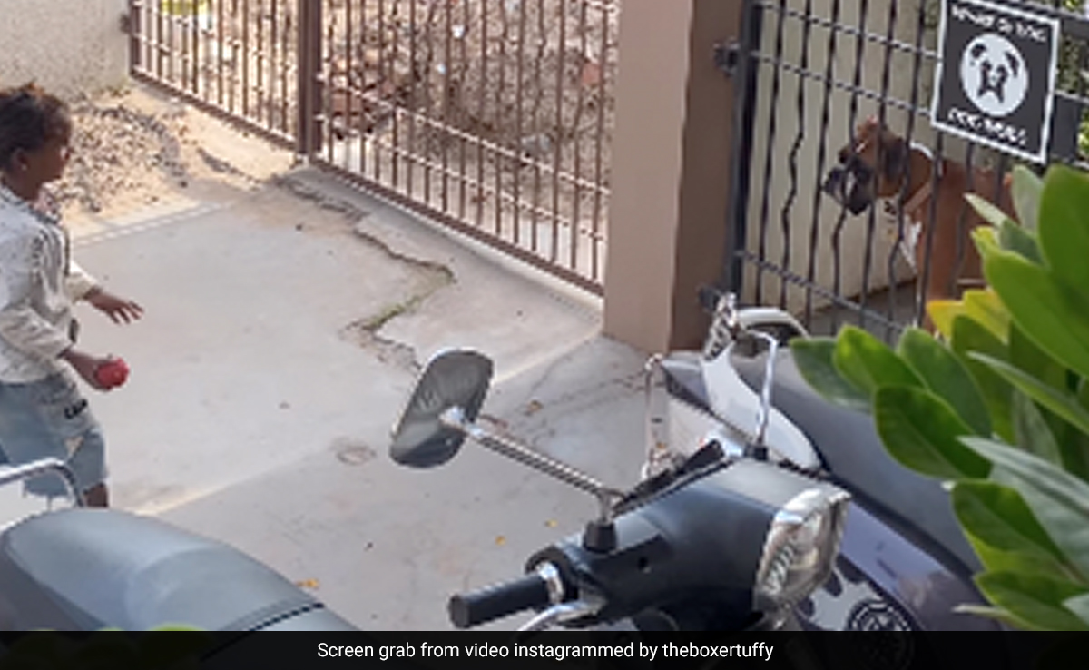 Dog Plays Fetch With Homeless Girl, Viral Video Wins Hearts