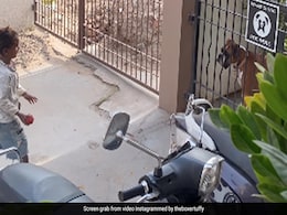 Dog Plays Fetch With Homeless Girl, Viral Video Wins Hearts Dog Plays Fetch With Homeless Girl, Viral Video Wins Hearts