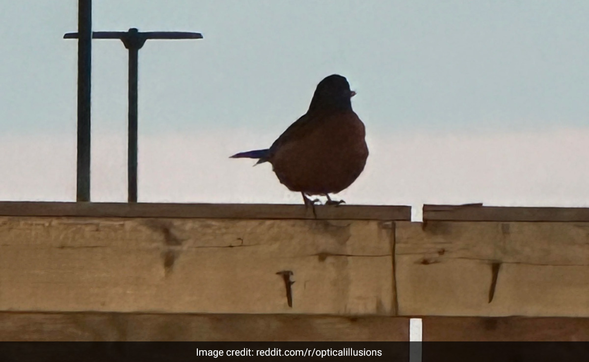 क्या आप बता सकते हैं कि ये चिड़िया किस दिशा की ओर देख रही है? जवाब देने में छूटे लोगों के पसीने