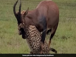 चीता करने चला था शिकार, जंगली जानवर ने चूहे की तरह खदेड़कर किया बुरा हाल, देखकर नहीं कर पाएंगे यकीन चीता करने चला था शिकार, जंगली जानवर ने चूहे की तरह खदेड़कर किया बुरा हाल, देखकर नहीं कर पाएंगे यकीन