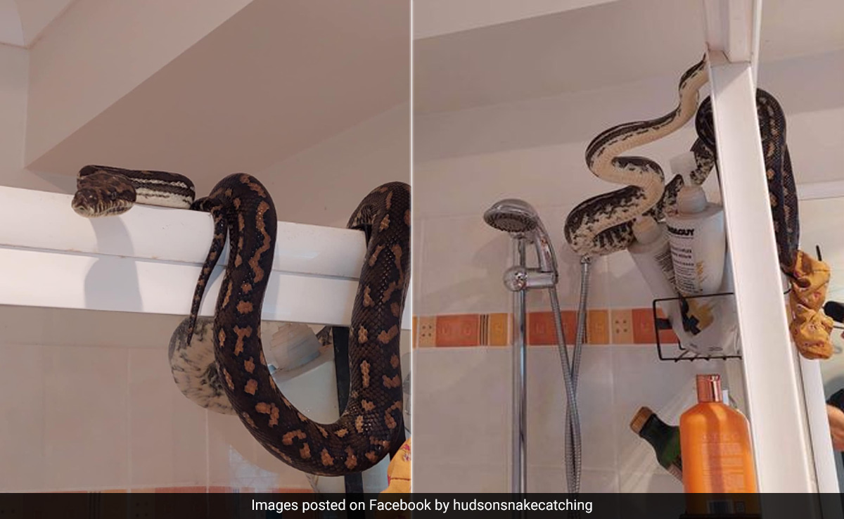 Australian Man Sitting On Toilet Spots Enormous Python Lounging Atop Shower